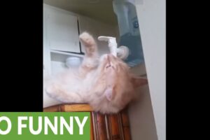 【驚愕】そんなのアリ!?ウォーターサーバーから「セルフサービス」で水を飲む猫さんが賢すぎる! - 肉球ドットコム(299.com)