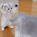 【悶絶】まるで小さなシロクマさん!?わんぱくな子猫たちの「終わらない追いかけっこ」が可愛すぎる! - 肉球ドットコム(299.com)