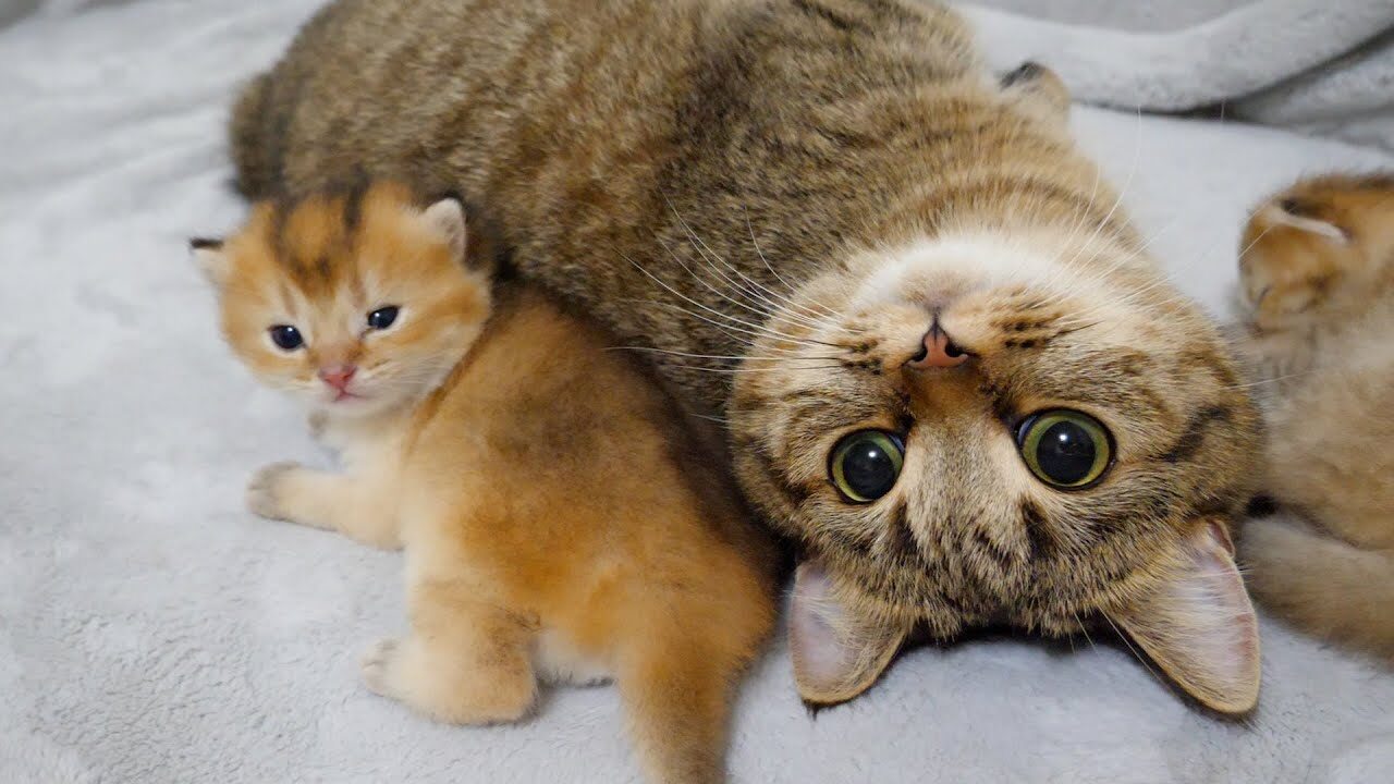 子猫の「初めの一歩」にキュン!親猫の愛情に包まれた癒しの時間 - 肉球ドットコム(299.com)