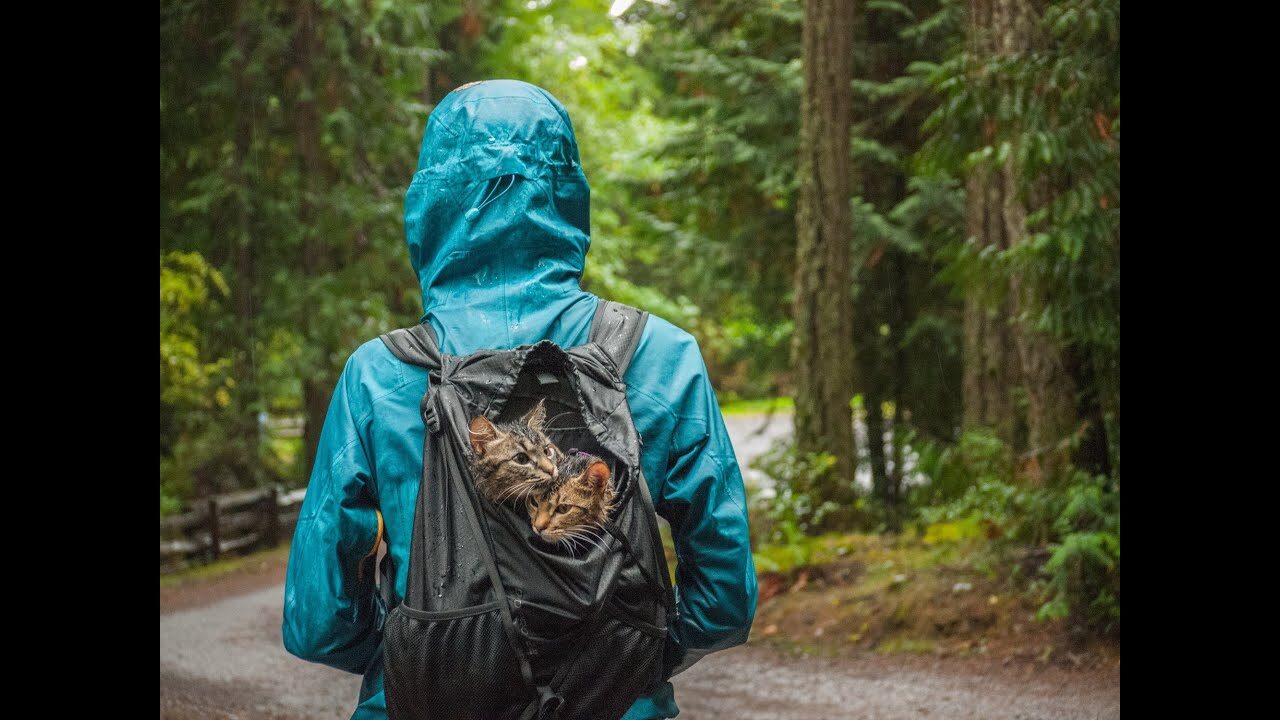 【驚愕】「本当に猫ちゃん!?」雪山からカヤックまで!アクティブすぎる冒険猫コンビ「ボルト&キール」が話題! - 肉球ドットコム(299.com)