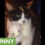 【尊い】「これは私の子ニャ!」大好きな羊のぬいぐるみを全力で守る猫ちゃんが可愛すぎると話題に! - 肉球ドットコム(299.com)