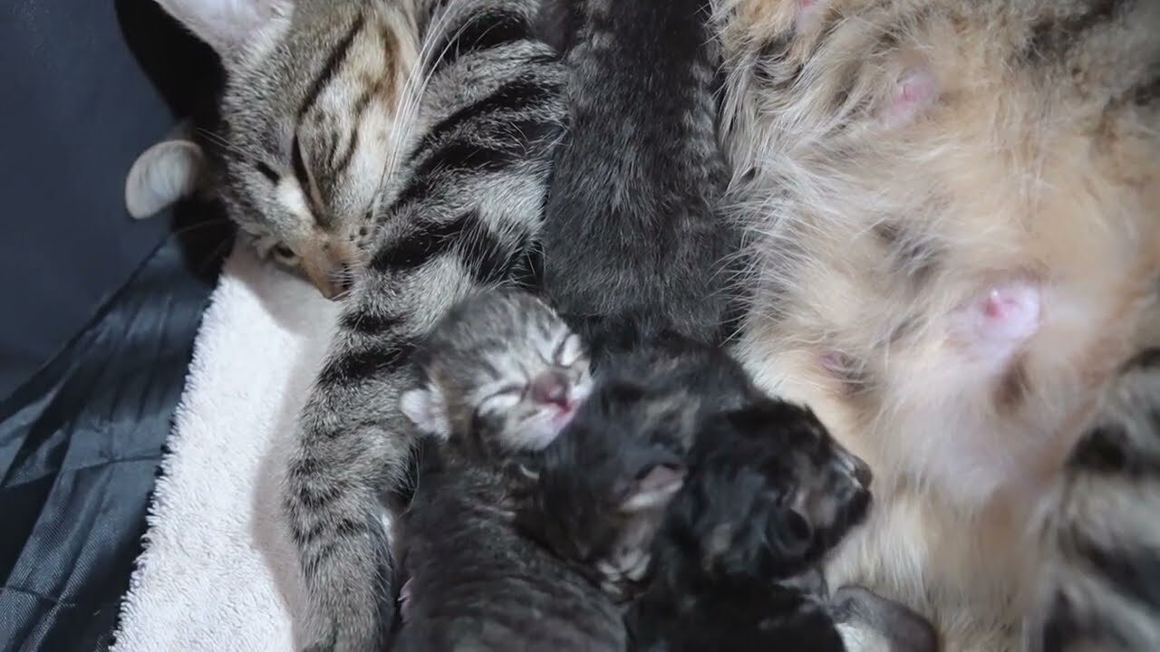 【悶絶注意】「もっと飲むニャ〜!」一生懸命に叫びながら母乳をねだる子猫ちゃんが天使すぎる! - 肉球ドットコム(299.com)