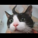 【至福のひととき】「お風呂大好きニャ!」湯船に浸かってうっとり…極楽気分を堪能する猫ちゃんが可愛すぎる! - 肉球ドットコム(299.com)