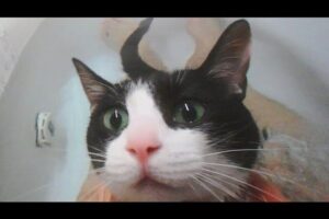 【至福のひととき】「お風呂大好きニャ!」湯船に浸かってうっとり…極楽気分を堪能する猫ちゃんが可愛すぎる! - 肉球ドットコム(299.com)