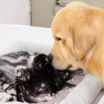 【尊い】「見て見て、私の赤ちゃん!」育ての親のゴールデンレトリバーに、生まれたばかりの子猫を紹介する母猫さんが感動的! - 肉球ドットコム(299.com)
