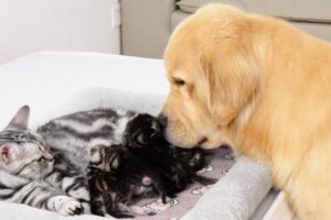 【尊い】「見て見て、私の赤ちゃん!」育ての親のゴールデンレトリバーに、生まれたばかりの子猫を紹介する母猫さんが感動的! - 肉球ドットコム(299.com)