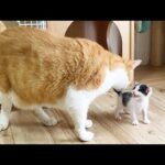 初めて大きな猫を見た赤ちゃん猫 - 肉球ドットコム(299.com)