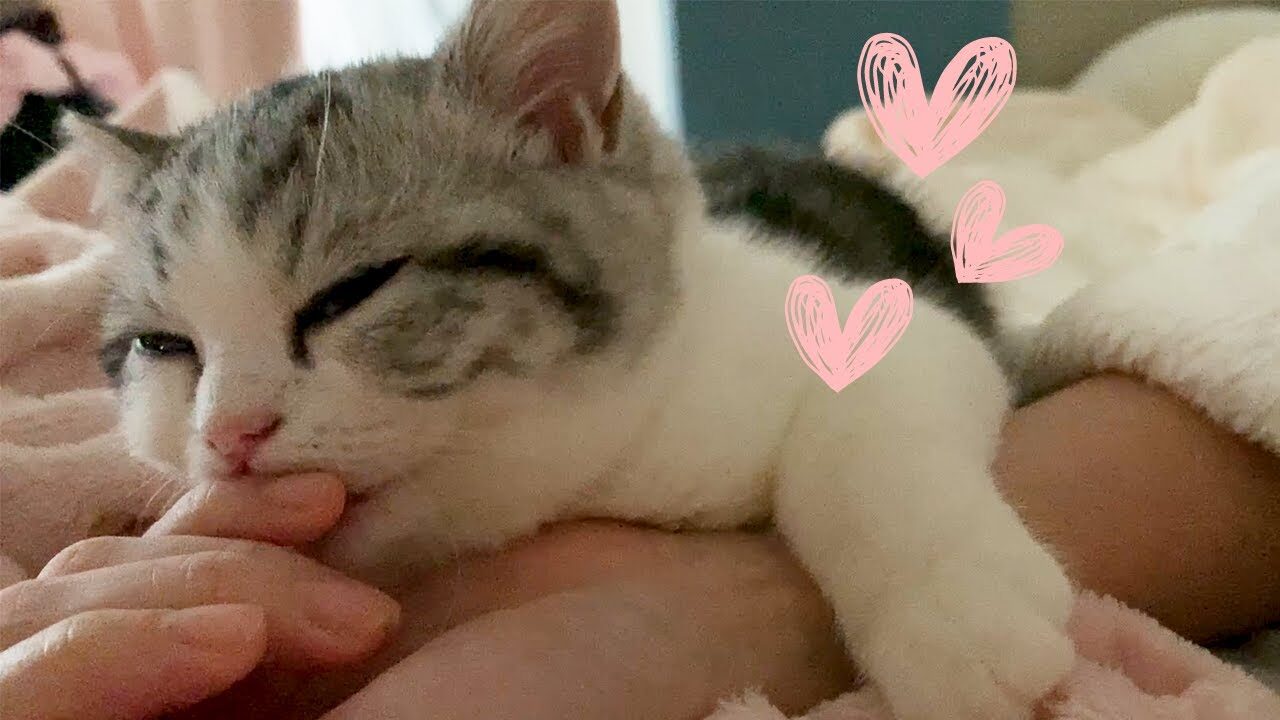 【究極の癒やし】もう限界だニャ…大好きな飼い主さんの腕の中でウトウト、幸せすぎる「二度寝」の瞬間に悶絶! - 肉球ドットコム(299.com)