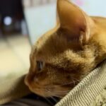 【悶絶注意】「寒い夜だから…」飼い主さんの服に潜り込んで温まる、甘えん坊すぎる黒猫ちゃんが話題! - 肉球ドットコム(299.com)