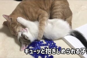 【悶絶注意】大好きなお姉ちゃんにギュッ!ひのきちゃんに抱きしめられてスヤスヤ眠る子猫ちゃんが天使すぎる! - 肉球ドットコム(299.com)