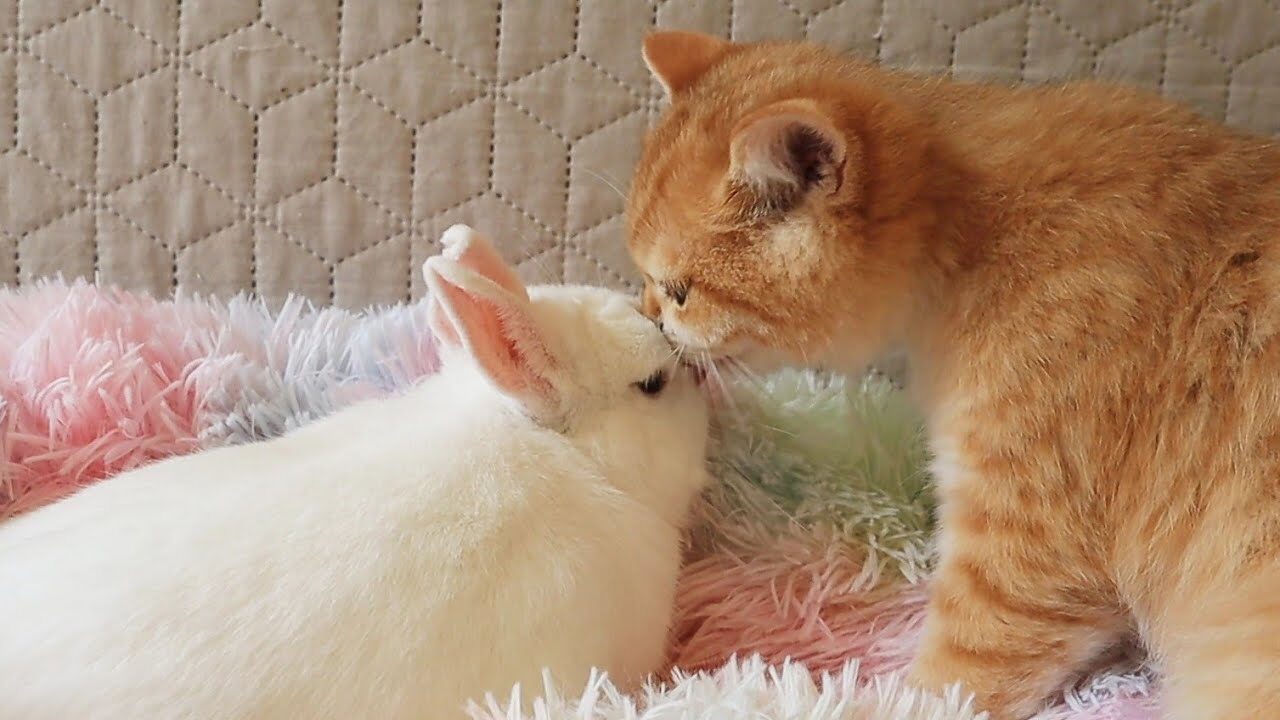 種族を超えた愛に癒される!子猫がうさぎに「大好き」のキスをする姿が尊すぎる - 肉球ドットコム(299.com)