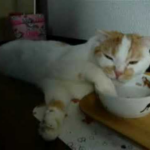 水の飲み方が個性的すぎる!?スコティッシュフォールドのポッケくんのだらしない(?)姿に癒やされる - 肉球ドットコム(299.com)