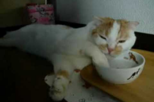 水の飲み方が個性的すぎる!?スコティッシュフォールドのポッケくんのだらしない(?)姿に癒やされる - 肉球ドットコム(299.com)