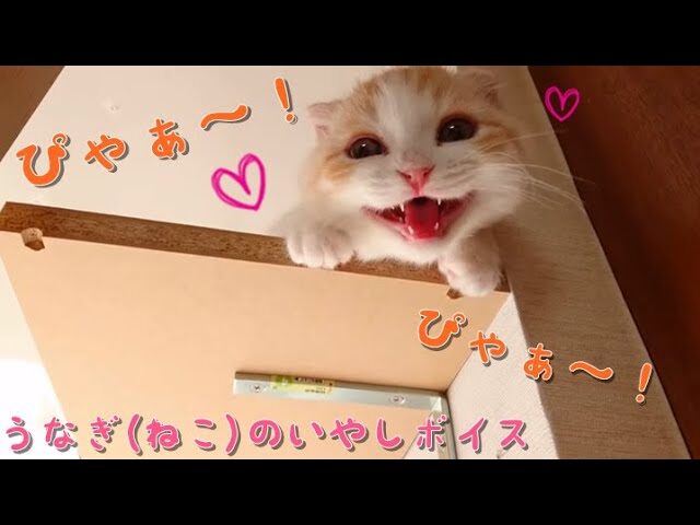 独特な鳴き声に中毒性あり!?「ぴゃぁ~」と鳴く子猫・うなぎちゃんが可愛すぎる - 肉球ドットコム(299.com)