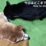 散歩帰りの柴犬に猫が「浮気チェック」!?仲良しコンビの可愛すぎる日常に癒やされる - 肉球ドットコム(299.com)