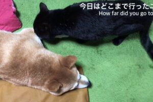 散歩帰りの柴犬に猫が「浮気チェック」!?仲良しコンビの可愛すぎる日常に癒やされる - 肉球ドットコム(299.com)
