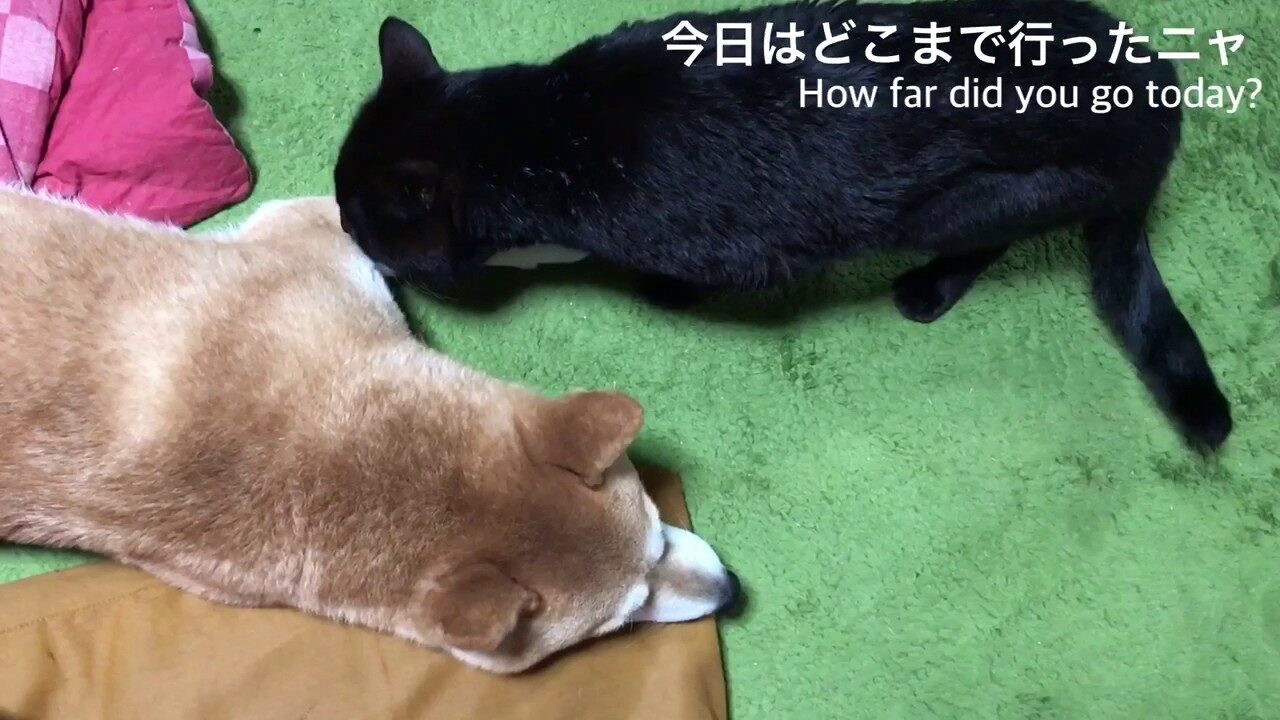 散歩帰りの柴犬に猫が「浮気チェック」!?仲良しコンビの可愛すぎる日常に癒やされる - 肉球ドットコム(299.com)