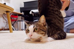 息子に転がされるのが快感!?猫のオデコちゃんが見せる「社長」のような貫禄と可愛さに癒やされる - 肉球ドットコム(299.com)