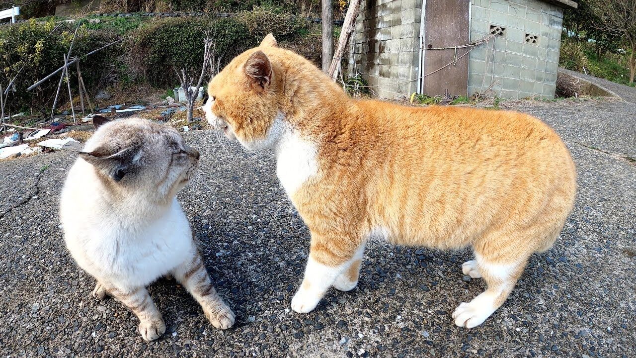 迫真の睨み合い!茶シロ猫さんとシャム猫さんの「仁義なき戦い」にハラハラが止まらない - 肉球ドットコム(299.com)
