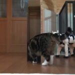 【クイズ】どこから現れる?箱にどう入る?「まる」の華麗なる解答が斜め上すぎる! - 肉球ドットコム(299.com)