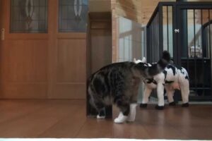 【クイズ】どこから現れる?箱にどう入る?「まる」の華麗なる解答が斜め上すぎる! - 肉球ドットコム(299.com)