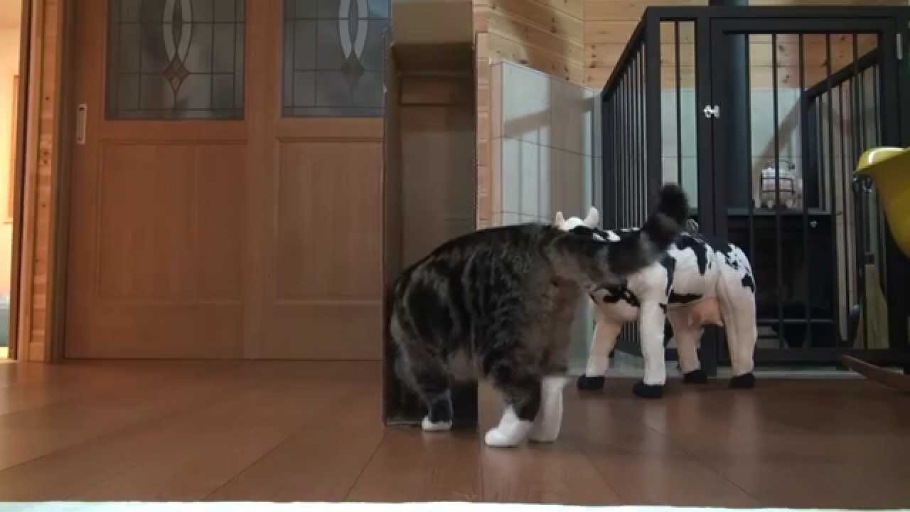 【クイズ】どこから現れる?箱にどう入る?「まる」の華麗なる解答が斜め上すぎる! - 肉球ドットコム(299.com)