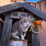 幸せがひょっこり!猫地蔵の祠から現れた甘えん坊さんに癒やされるひととき - 肉球ドットコム(299.com)