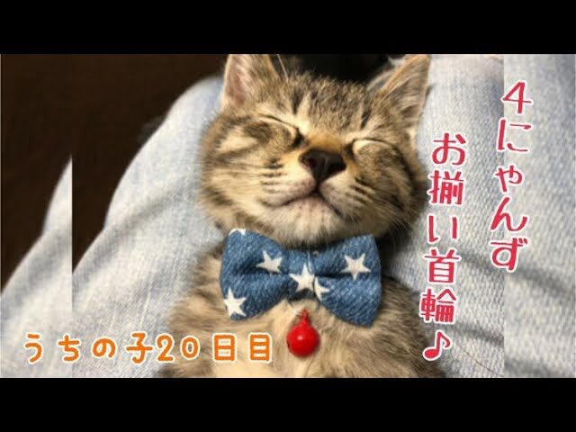 お揃いの首輪でオシャレ度アップ!仲良し「4にゃんず」の可愛すぎるファッションショー - 肉球ドットコム(299.com)