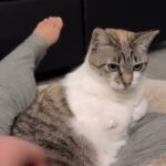 究極のツンデレ!お膝の上でくつろぐのに「お触り禁止」な猫さまの不思議なマイルール - 肉球ドットコム(299.com)