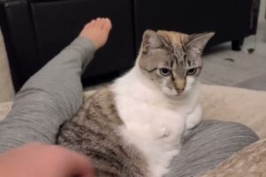 究極のツンデレ!お膝の上でくつろぐのに「お触り禁止」な猫さまの不思議なマイルール - 肉球ドットコム(299.com)