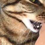 幸せすぎる目覚め!朝起きたら愛猫たちに囲まれている「猫飼いあるある」な光景にほっこり - 肉球ドットコム(299.com)