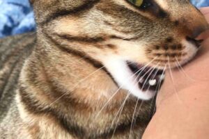 幸せすぎる目覚め!朝起きたら愛猫たちに囲まれている「猫飼いあるある」な光景にほっこり - 肉球ドットコム(299.com)