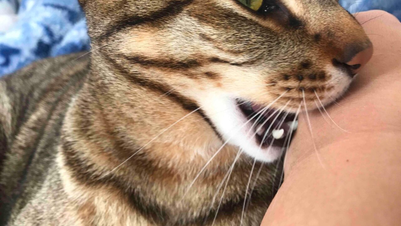 幸せすぎる目覚め!朝起きたら愛猫たちに囲まれている「猫飼いあるある」な光景にほっこり - 肉球ドットコム(299.com)