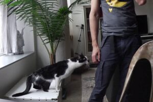 甘えん坊レベルが最強!世界一「かまってちゃん」な猫さまに心奪われる - 肉球ドットコム(299.com)