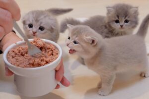 【癒やし】「早く食べたいニャ!」ご飯を待ちきれず怒っちゃう(?)甘えん坊な子猫ちゃんが可愛すぎて悶絶! - 肉球ドットコム(299.com)