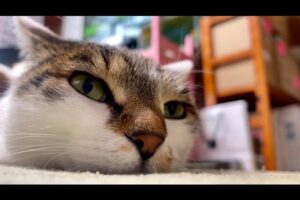 【癒やし】「ただ猫がいるだけで幸せ……」那須の長楽寺で繰り広げられる、何気ないけれど尊すぎる猫たちの日常に悶絶! - 肉球ドットコム(299.com)