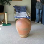 【驚愕】「ボクは液体だニャ!?」ツボの中にすっぽり吸い込まれるように消えていく猫ちゃんが可愛すぎる! - 肉球ドットコム(299.com)