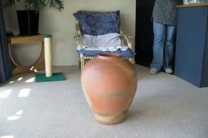 【驚愕】「ボクは液体だニャ!?」ツボの中にすっぽり吸い込まれるように消えていく猫ちゃんが可愛すぎる! - 肉球ドットコム(299.com)