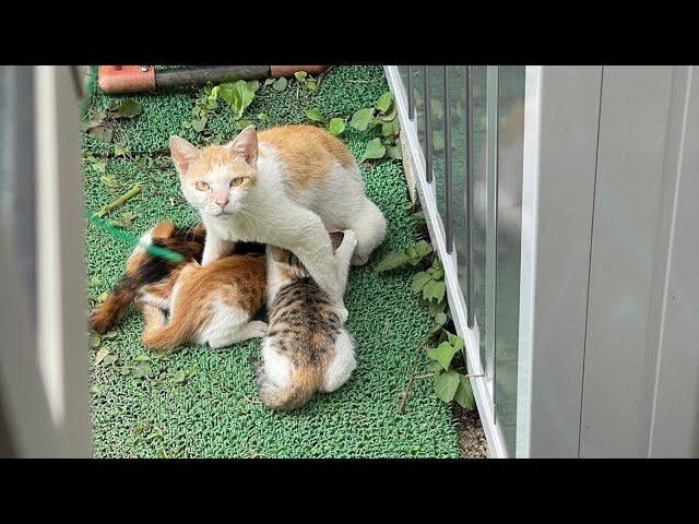 【感動】「お腹すいたニャ……」突然お庭に現れた親子猫。助けを求めるような健気な姿に、心優しき保護活動が動き出す! - 肉球ドットコム(299.com)