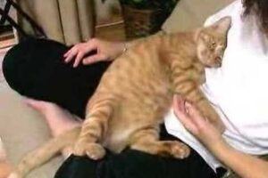 【悶絶】「ねぇ、なでて?」大好きな飼い主さんの膝の上で甘えん坊が止まらない!幸せいっぱいの猫ちゃんに癒やされる……! - 肉球ドットコム(299.com)