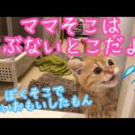 【悶絶】「ままぁー!早く出してニャ!」人生初のお風呂を体験したマンチカンの子猫ちゃん。必死のおねだり鳴きが可愛すぎて癒やされる……! - 肉球ドットコム(299.com)