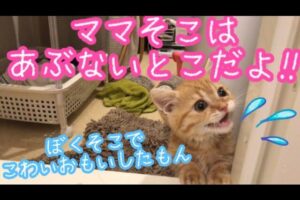 【悶絶】「ままぁー!早く出してニャ!」人生初のお風呂を体験したマンチカンの子猫ちゃん。必死のおねだり鳴きが可愛すぎて癒やされる……! - 肉球ドットコム(299.com)