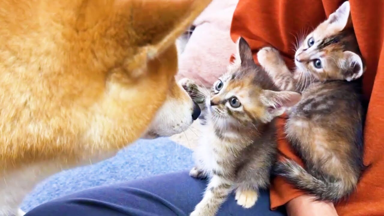 105636 - 肉球ドットコム(299.com)