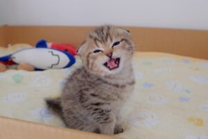 【悶絶】「おかえりニャさ〜い!」帰宅した飼い主さんを寝ぼけ眼でお出迎えする子猫ちゃんが天使すぎる……! - 肉球ドットコム(299.com)