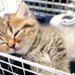 【悶絶】「ねぇ、なにしてるの?」小さな声で鳴きながら、お部屋をトコトコ探検する子猫ちゃんが可愛すぎる! - 肉球ドットコム(299.com)