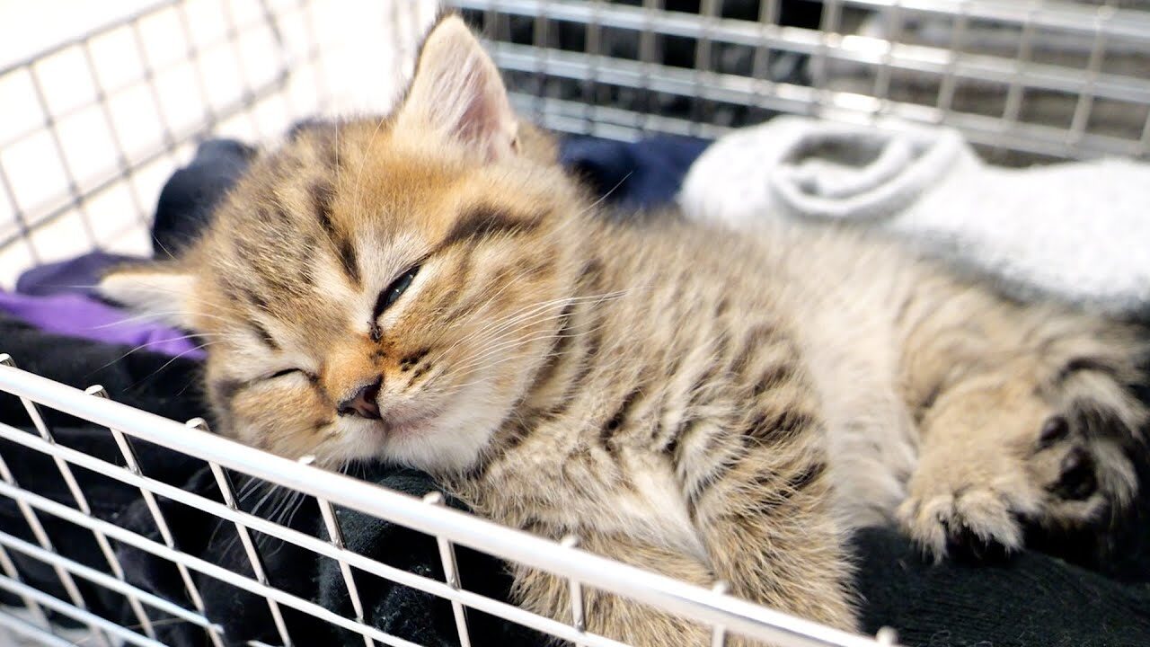 【悶絶】「ねぇ、なにしてるの?」小さな声で鳴きながら、お部屋をトコトコ探検する子猫ちゃんが可愛すぎる! - 肉球ドットコム(299.com)