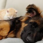 【悶絶】「ここが一番落ち着くニャ……」大きなジャーマンシェパードを“自分専用のベッド”にする子猫ちゃんが尊すぎる! - 肉球ドットコム(299.com)