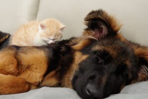 【悶絶】「ここが一番落ち着くニャ……」大きなジャーマンシェパードを“自分専用のベッド”にする子猫ちゃんが尊すぎる! - 肉球ドットコム(299.com)