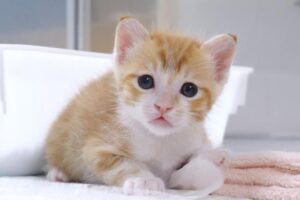 【悶絶】「ねえ、遊んでニャ!」大好きな先住猫さんに全力で甘える子猫ちゃんの姿に癒やされる♡ - 肉球ドットコム(299.com)