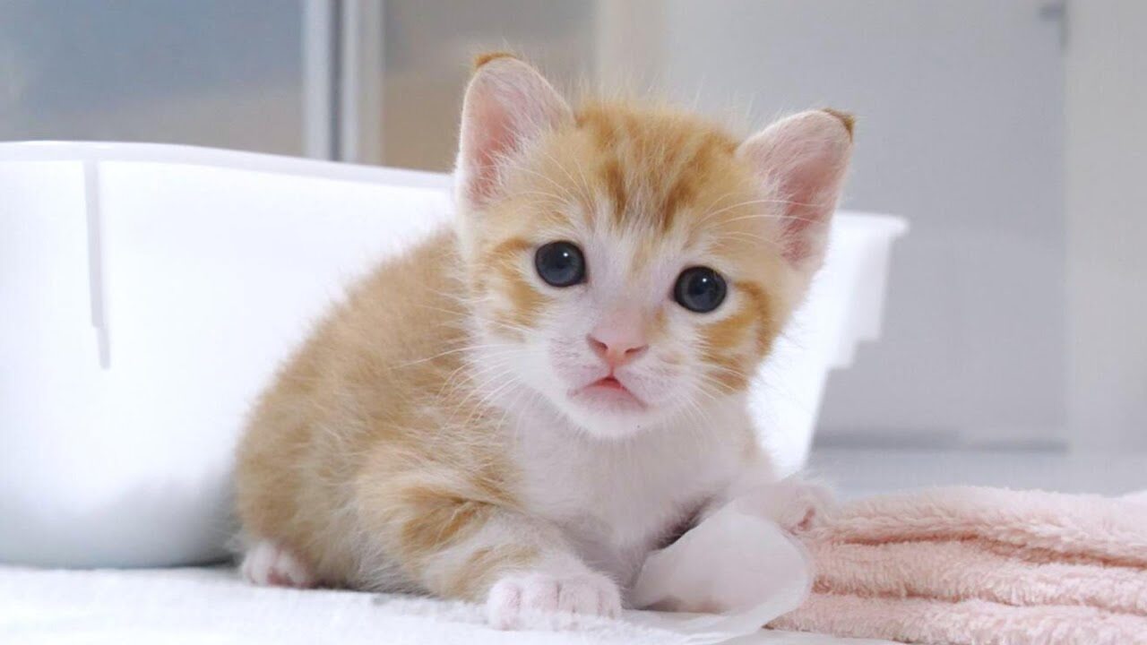 【悶絶】「ねえ、遊んでニャ!」大好きな先住猫さんに全力で甘える子猫ちゃんの姿に癒やされる♡ - 肉球ドットコム(299.com)